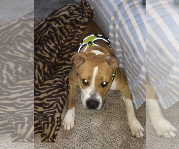 Medium Photo #10 American Pit Bull Terrier-Bull Terrier Mix Puppy For Sale in Oro Valley, AZ, USA