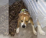 Small #9 American Pit Bull Terrier-Bull Terrier Mix