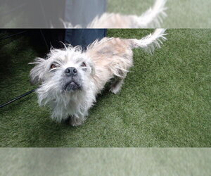 Mutt Dogs for adoption in Downey, CA, USA