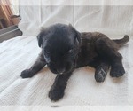 Small Photo #12 Bouvier Des Flandres Puppy For Sale in BERWICK, ME, USA
