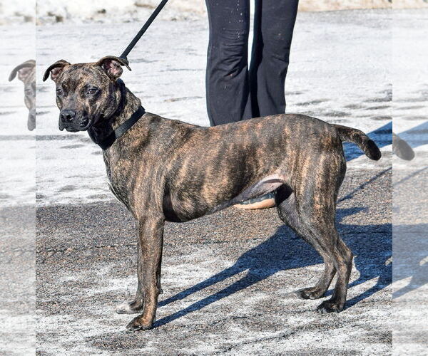 Medium Photo #2 American Staffordshire Terrier-Boxer Mix Puppy For Sale in Huntley, IL, USA