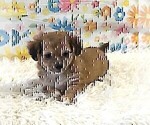 Small #11 Chihuahua