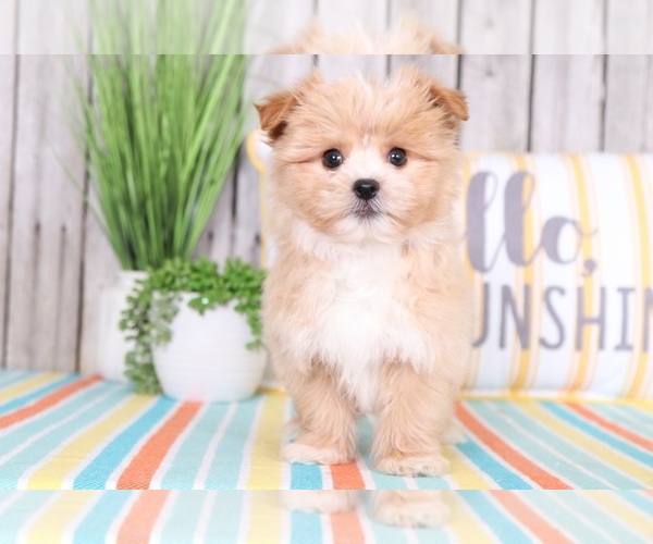 Medium Photo #1 Pom-A-Poo Puppy For Sale in MOUNT VERNON, OH, USA
