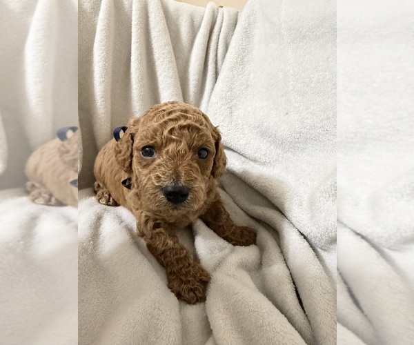 Medium Photo #3 Goldendoodle (Miniature) Puppy For Sale in HOLLY SPRINGS, MS, USA