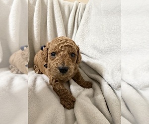 Medium Goldendoodle (Miniature)