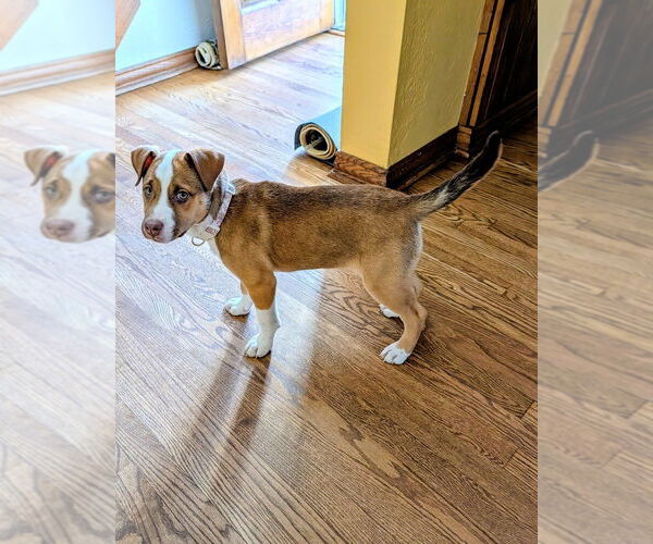 Medium Photo #3 Mutt Puppy For Sale in Springdale, PA, USA