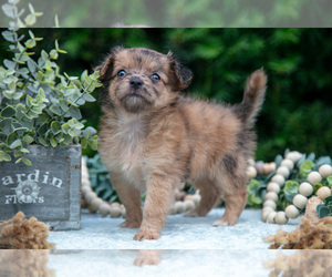 Chihuahua Litter for sale in HARLAN, IN, USA