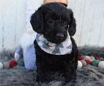 Small Photo #1 Schnoodle (Miniature) Puppy For Sale in HONEY BROOK, PA, USA