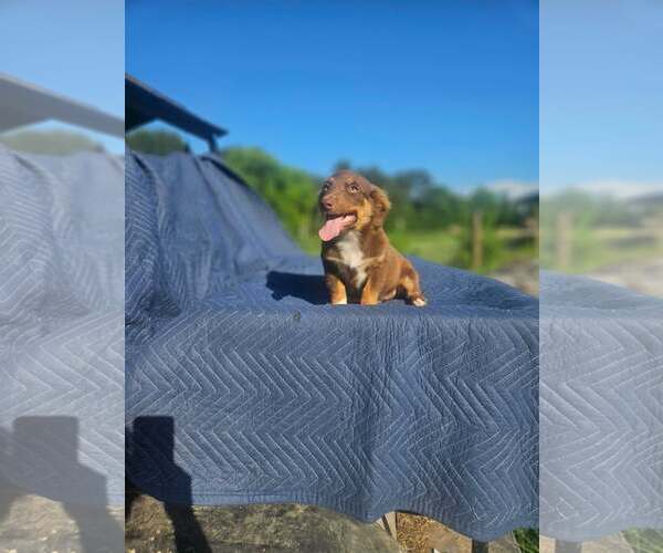 Medium Photo #5 Australian Shepherd-Chihuahua Mix Puppy For Sale in Wakefield, RI, USA
