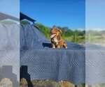 Small #4 Australian Shepherd-Chihuahua Mix