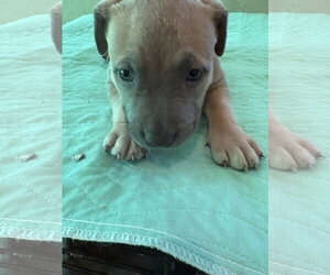 Suja - Female Labrador Retriever-Unknown Mix Dog for Adoption - Photo #5