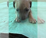 Small Photo #5 Labrador Retriever-Unknown Mix Puppy For Sale in Sanford, FL, USA