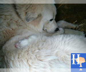 Mother of the Great Pyrenees puppies born on 02/15/2020