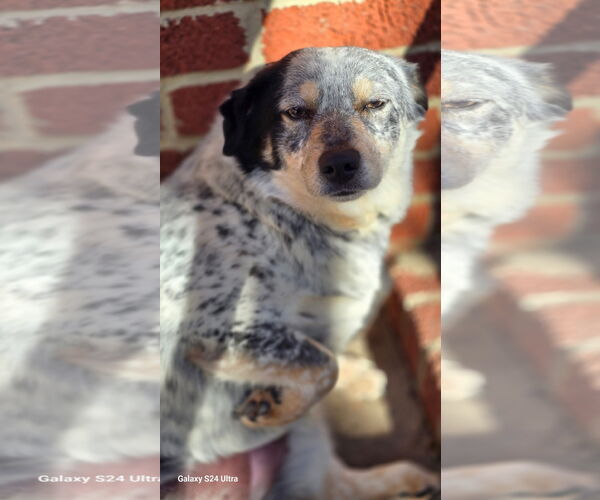 Medium Photo #2 Australian Shepherd Puppy For Sale in Raleigh, NC, USA