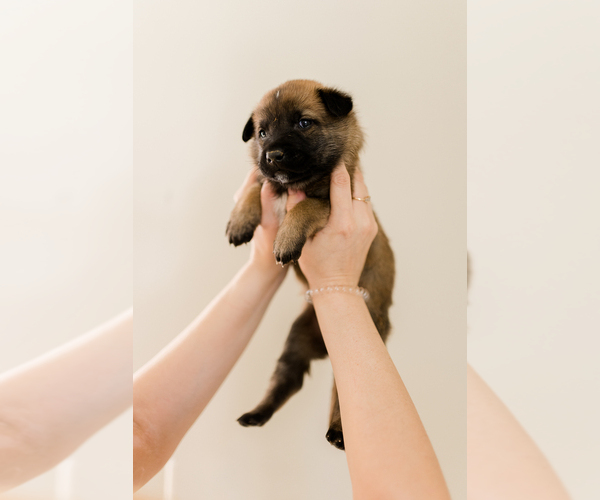 Medium Photo #6 Belgian Malinois Puppy For Sale in LYNCHBURG, VA, USA