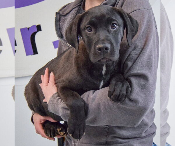 Medium Photo #3 American Staffordshire Terrier-Unknown Mix Puppy For Sale in Huntley, IL, USA