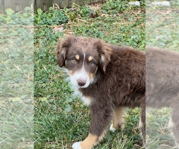 Medium Photo #1 Miniature Australian Shepherd Puppy For Sale in BEECH GROVE, IN, USA