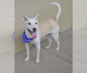 Phantasm - Female German Shepherd Dog-Unknown Mix Dog for Adoption - Photo #3