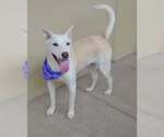 Small Photo #3 German Shepherd Dog-Unknown Mix Puppy For Sale in McKinney, TX, USA