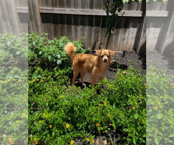 Medium Photo #3 Chihuahua Puppy For Sale in Katy, TX, USA