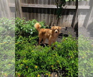 COLBY - Male Chihuahua Dog for Adoption - Photo #3