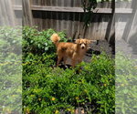 Small #2 Chihuahua