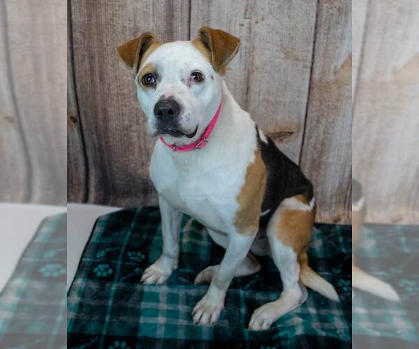 Medium Photo #4 Bulldog-Unknown Mix Puppy For Sale in Kennesaw, GA, USA