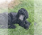 Puppy Ginny Poodle (Standard)