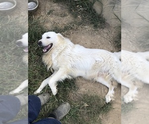Mother of the Great Pyrenees puppies born on 06/30/2025