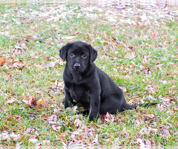 Medium Photo #3 Labrador Retriever Puppy For Sale in SYRACUSE, IN, USA