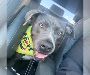 American Pit Bull Terrier-Unknown Mix Dogs for adoption in Las Vegas, NV, USA