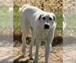 Small #1 Great Pyrenees Mix