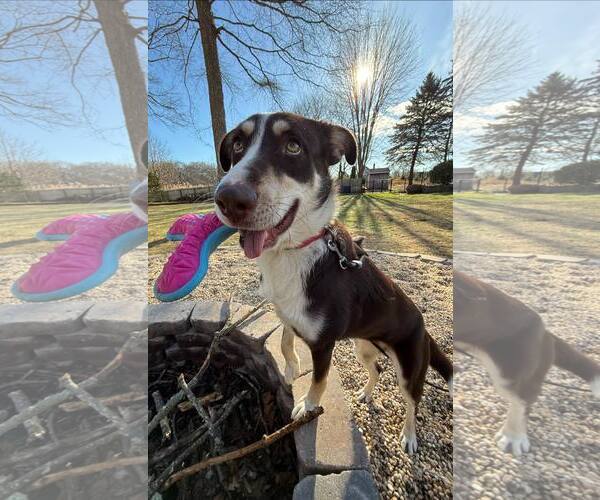 Medium Photo #7 Mutt Puppy For Sale in Woodbury, NY, USA