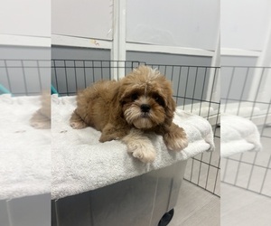 Cavapoo Puppy for sale in RANDOLPH, MA, USA