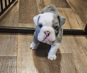 Bulldog Puppy for sale in FARGO, ND, USA