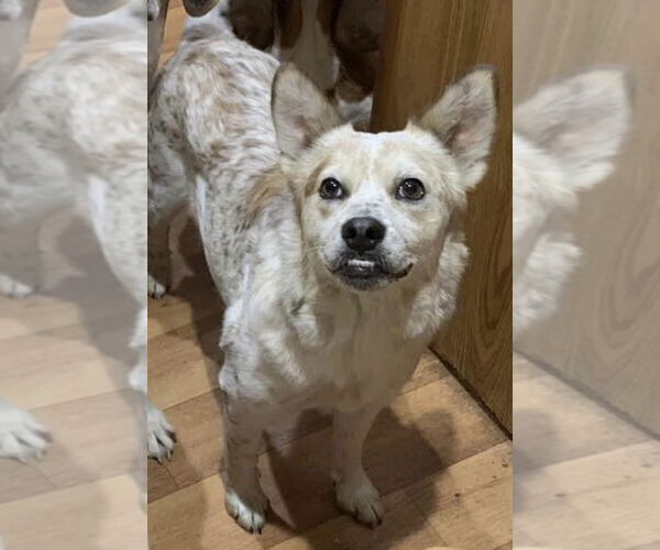 Medium Photo #2 Red Heeler-Unknown Mix Puppy For Sale in Harrison, AR, USA