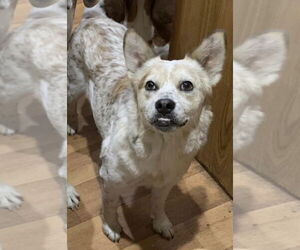 Heiflee - Female Red Heeler-Unknown Mix Dog for Adoption - Photo #2