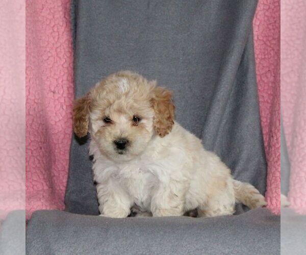 Medium Photo #1 Poodle (Miniature) Puppy For Sale in KIRKWOOD, PA, USA