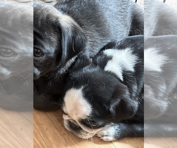 Medium Photo #1 Pug Puppy For Sale in SPRING CITY, PA, USA