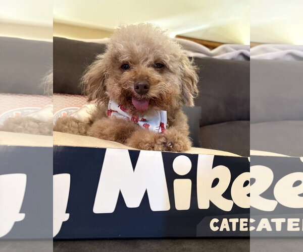 Medium Photo #7 Poodle (Toy) Puppy For Sale in Wheaton, IL, USA