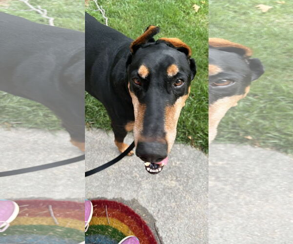 Medium Photo #11 Doberman Pinscher Puppy For Sale in Buffalo, MN, USA