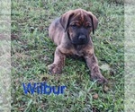 Small #1 Doberman Pinscher-Mastiff Mix