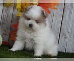 Small #10 Pomeranian