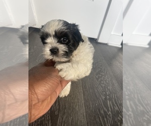 Shih Tzu Puppy for sale in CHAMBLEE, GA, USA