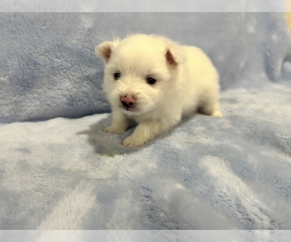 Medium Photo #30 Pomeranian Puppy For Sale in DES MOINES, WA, USA