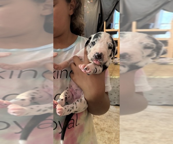 Medium Photo #2 Great Dane Puppy For Sale in GASTONIA, NC, USA