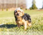 Small Photo #8 YorkiePoo Puppy For Sale in WARSAW, IN, USA