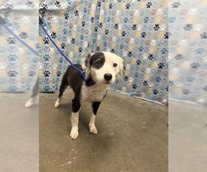 Australian Shepherd-Unknown Mix Dogs for adoption in Rosenberg, TX, USA