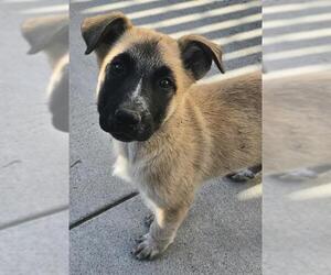 Great Pyrenees-Unknown Mix Dogs for adoption in Santa Cruz, CA, USA