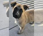 Small Great Pyrenees Mix